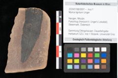 Foto (Objekt + Etikett) von Myrica lignitum Unger (NHMW-GEO-2024-0188-0691)